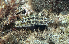 Symphodus roissali