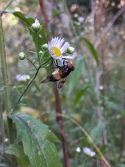 Volucella pellucens