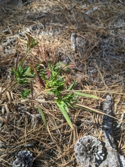 Dichanthelium acuminatum