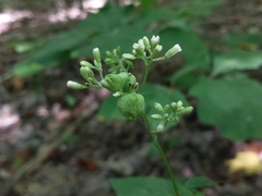 Schizomyia eupatoriflorae