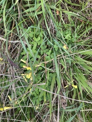 Oxalis pes-caprae