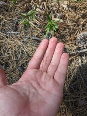 Dichanthelium acuminatum