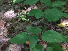 Schizomyia eupatoriflorae