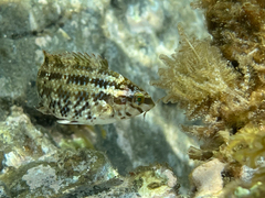 Symphodus roissali