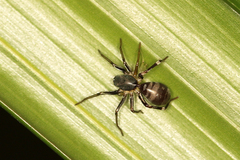 Corinnidae