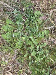 Arctotheca calendula