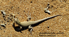 Acanthodactylus cantoris