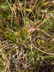 Gentiana prostrata