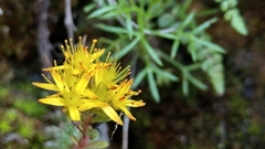 Sedum morrisonense