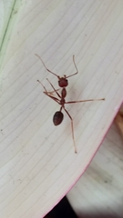 Oecophylla smaragdina