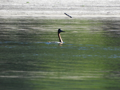 Podiceps major