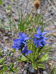 Gentianopsis barbellata