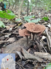 Stiptophyllum erubescens