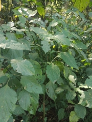 Isoglossa woodii