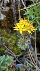 Sedum morrisonense