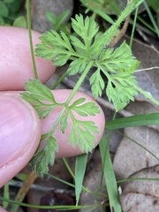 Daucus glochidiatus