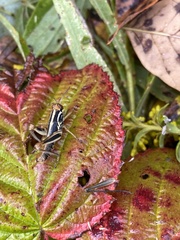 Melanoplus bivittatus