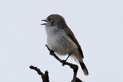 Acanthiza uropygialis