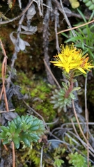 Sedum morrisonense