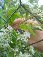 Ctenucha rubriceps