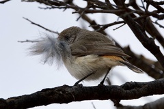 Acanthiza uropygialis