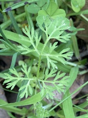 Daucus glochidiatus