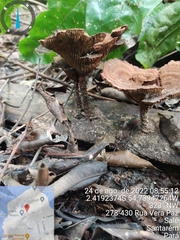 Stiptophyllum erubescens