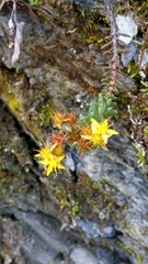 Sedum morrisonense