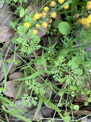 Daucus glochidiatus