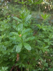 Galium rivale