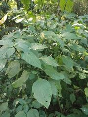 Isoglossa woodii