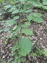 Corylus cornuta