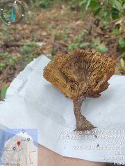 Stiptophyllum erubescens