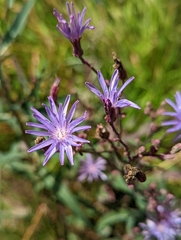 Lactuca tatarica
