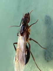 Camponotus inaequalis