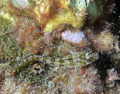 Parablennius gattorugine