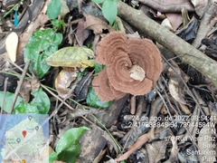 Stiptophyllum erubescens
