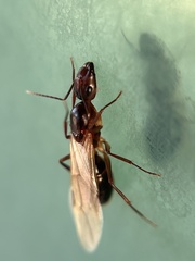 Camponotus inaequalis