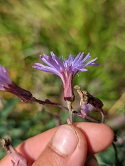 Lactuca tatarica