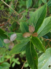 Hydrangea chinensis
