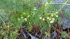 Artemisia morrisonensis