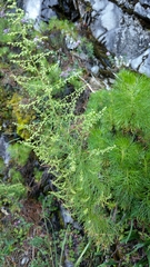 Artemisia morrisonensis