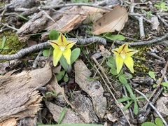 Caladenia flava