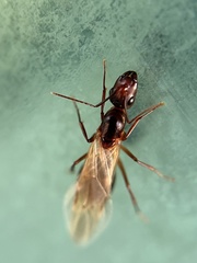 Camponotus inaequalis