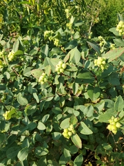 Symphoricarpos occidentalis