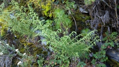Artemisia morrisonensis