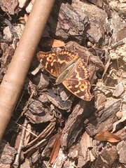 Apatura ilia