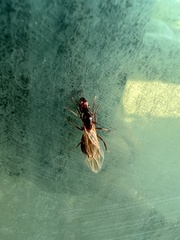 Camponotus inaequalis