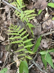 Thelypteris palustris