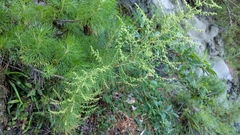 Artemisia morrisonensis